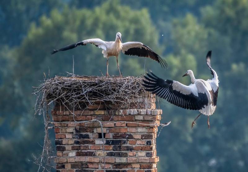 Professional Chimney Animal Removal Services in Stoneham, Massachusetts