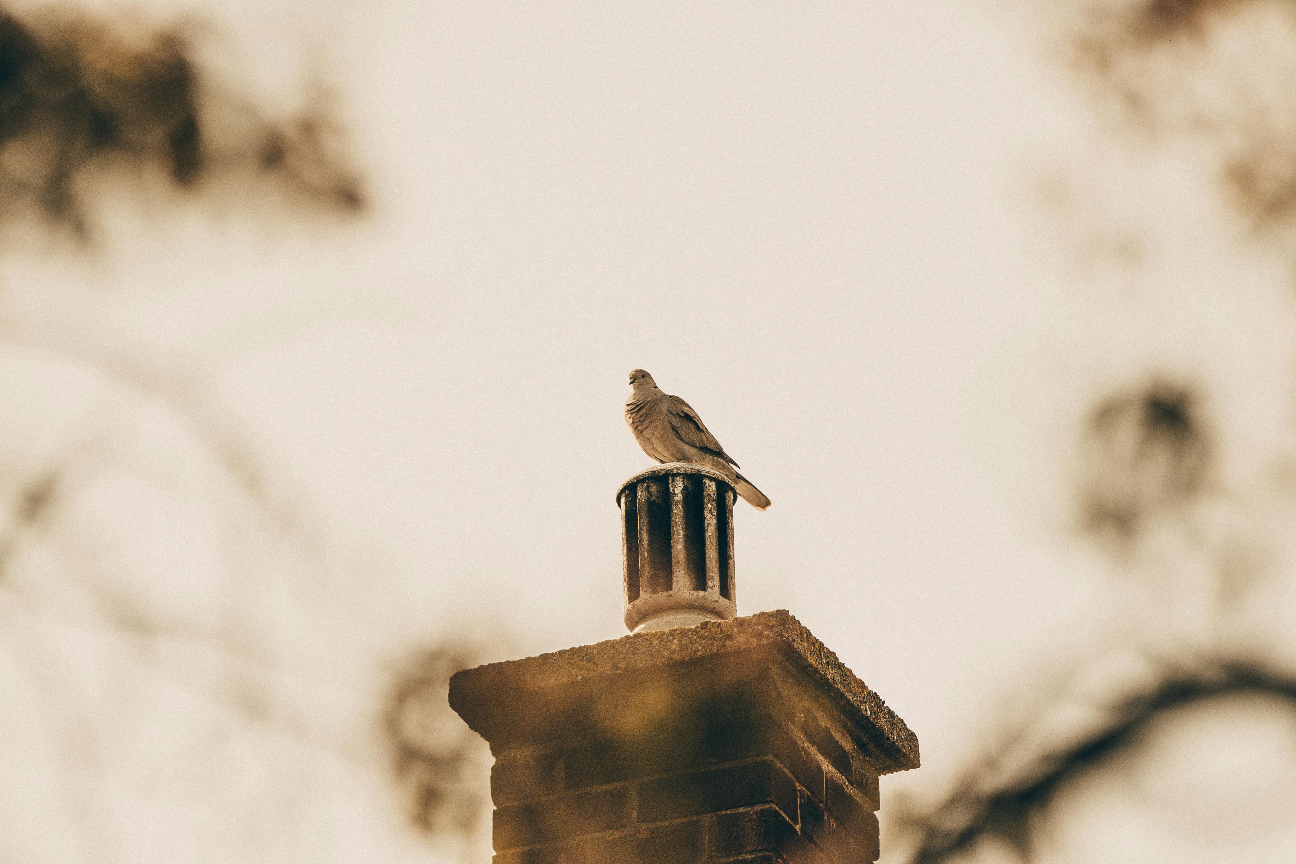 Expert Chimney Cap Installation in Stoneham, Massachusetts